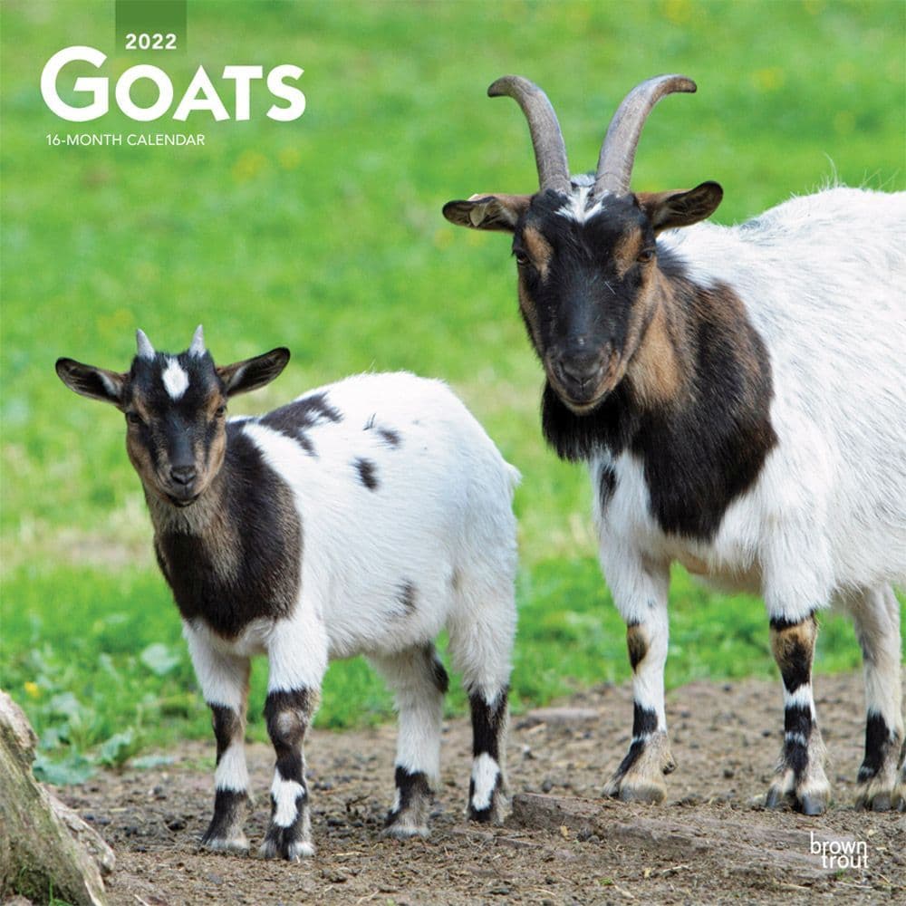 Goat Calendar 2022 Goats 2022 Wall Calendar - Calendars.com