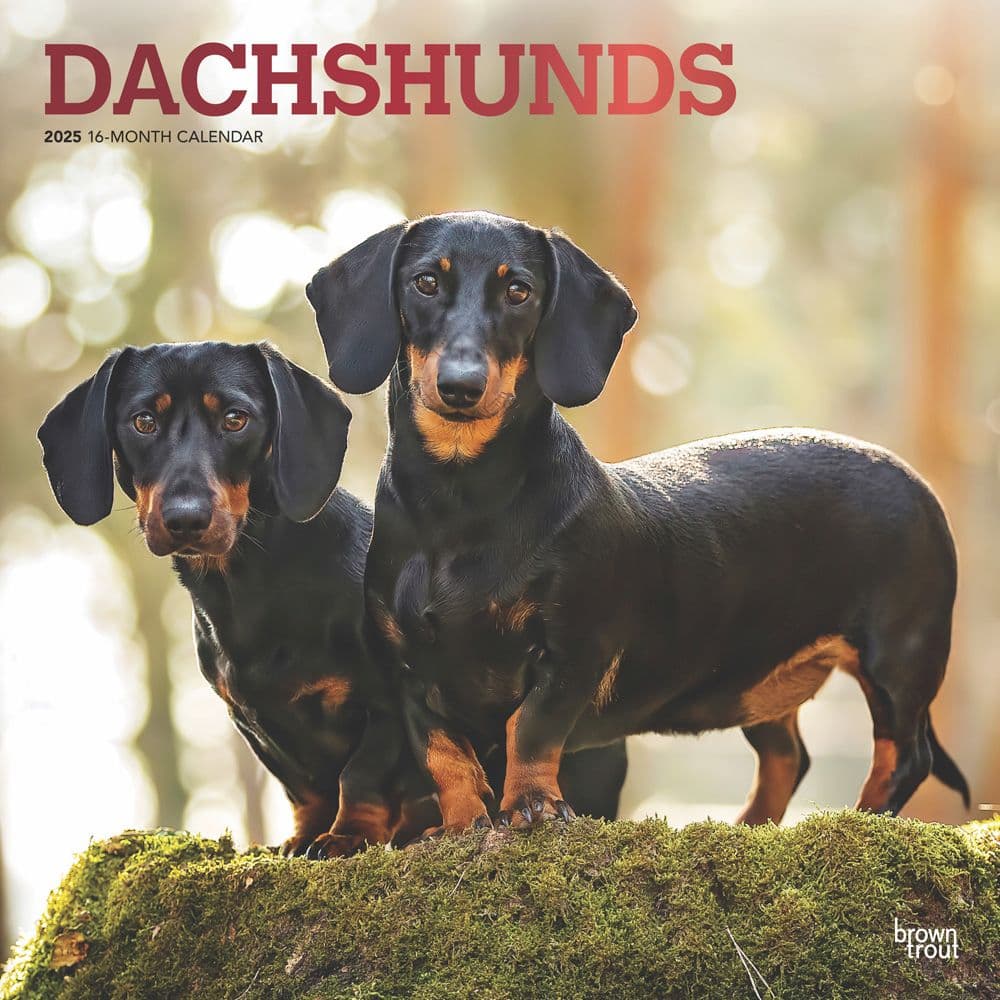 Dachshunds 2025 Wall Calendar