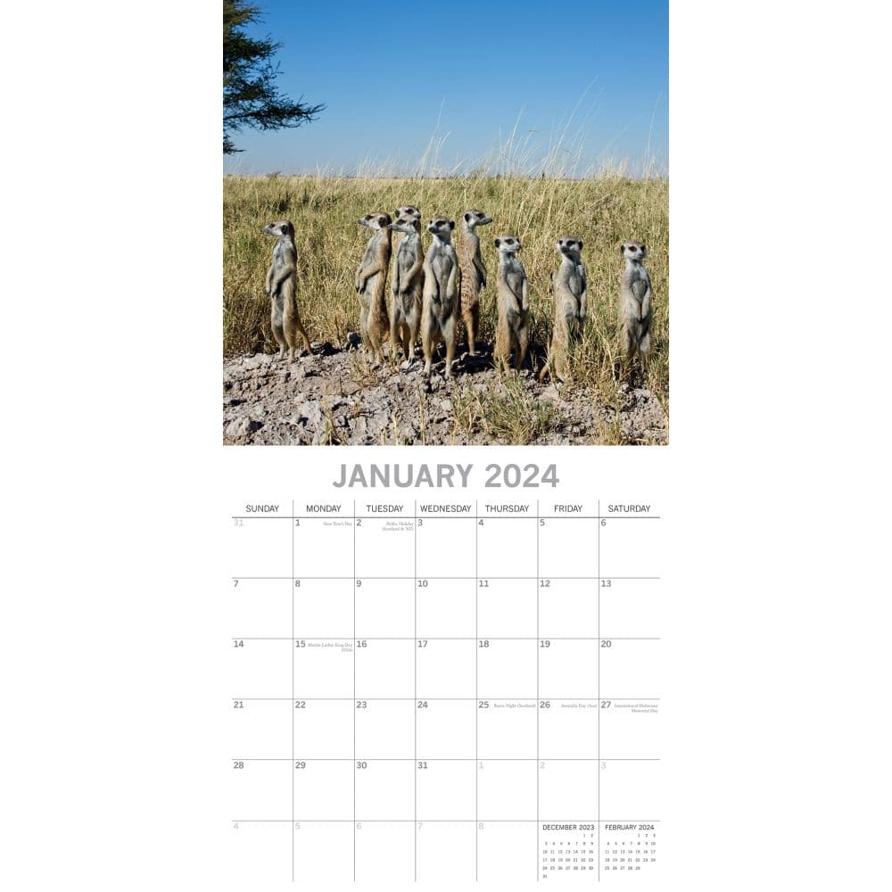 Meerkats 2024 Wall Calendar Second Alternate Image width=&quot;1000&quot; height=&quot;1000&quot;