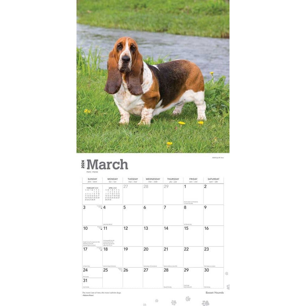 Basset Hounds 2024 Wall Calendar