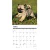 image Just Pug Puppies 2025 Wall Calendar