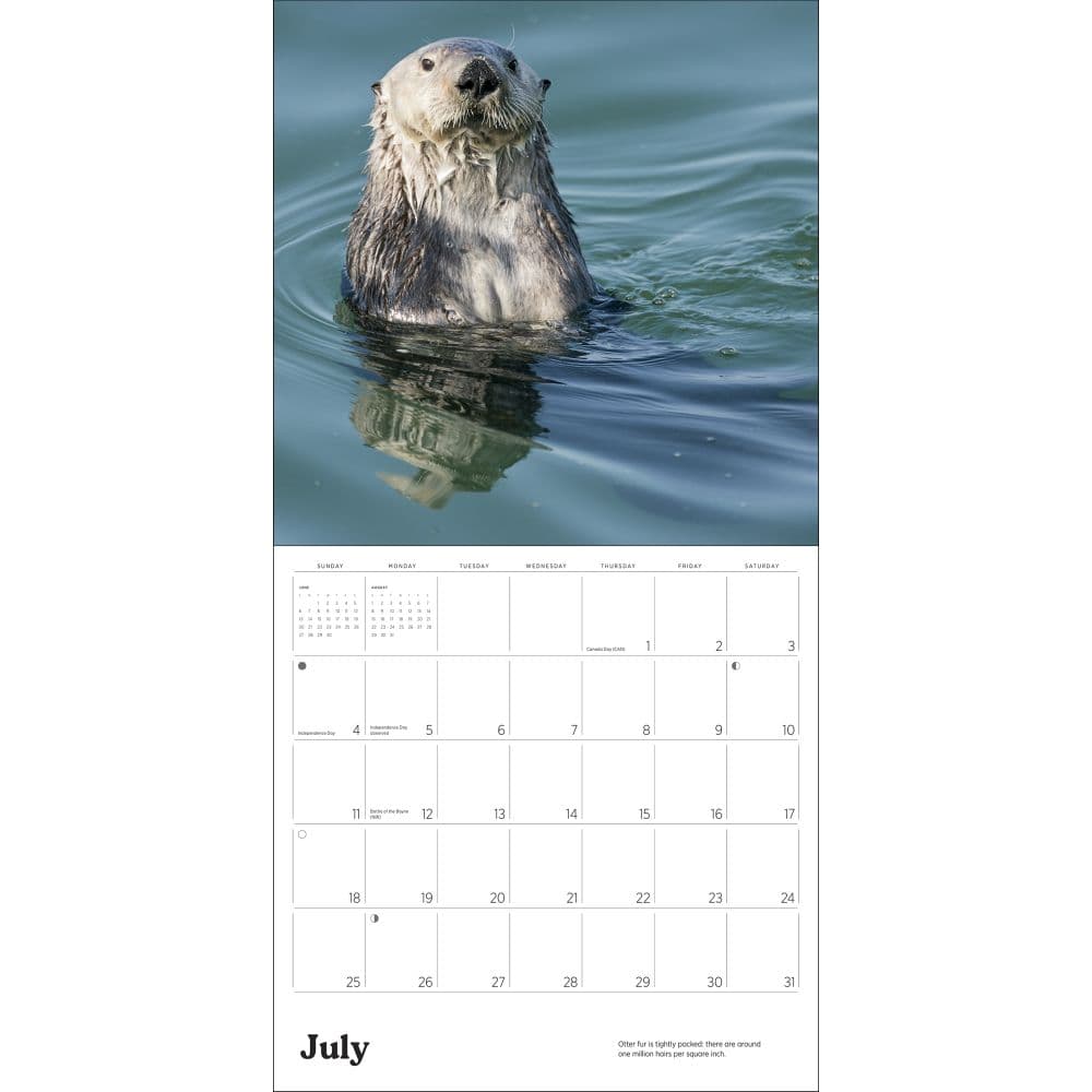Sea Otters 2027 Wall Calendar Sixth Alternate Image