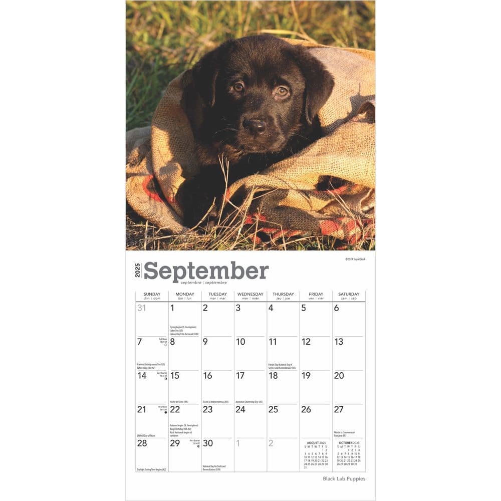 Black Lab Puppies 2025 Mini Wall Calendar Third Alternate Image width=&quot;1000&quot; height=&quot;1000&quot;