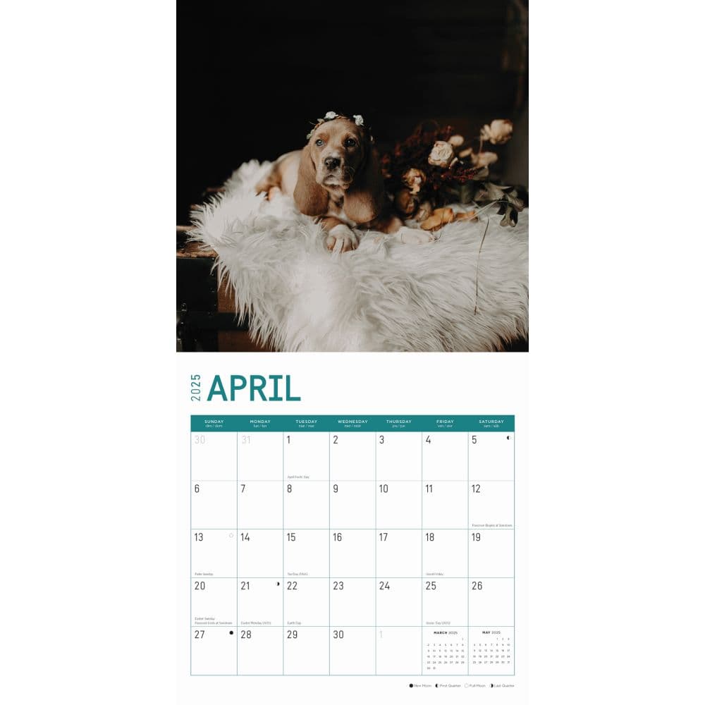 Basset Hound Puppies 2025 Wall Calendar Second Alternate Image width="1000" height="1000"