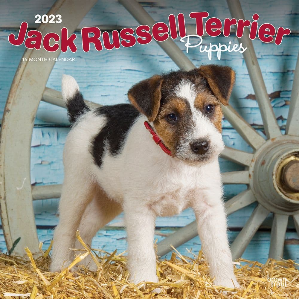 BrownTrout Jack Russell Terrier Puppies 2023 Square Wall Calendar