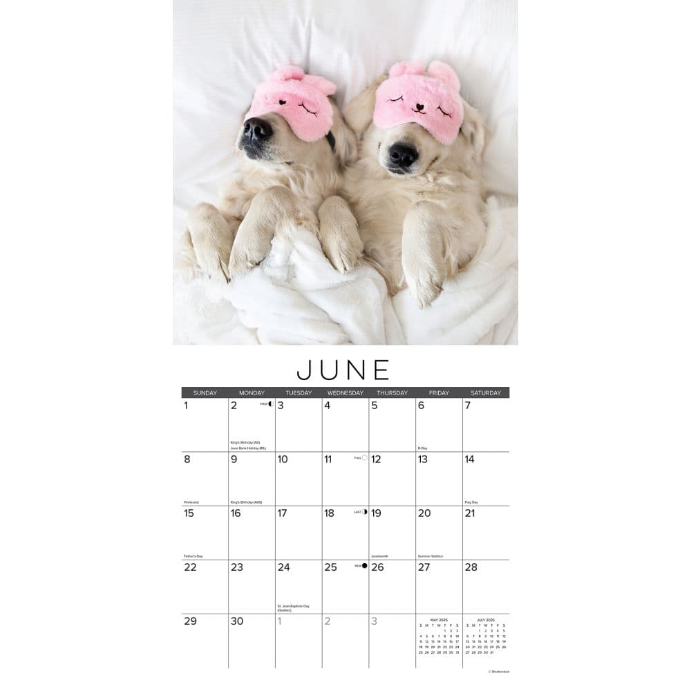 Naptime Dogs 2025 Wall Calendar Second Alternate Image width=&quot;1000&quot; height=&quot;1000&quot;