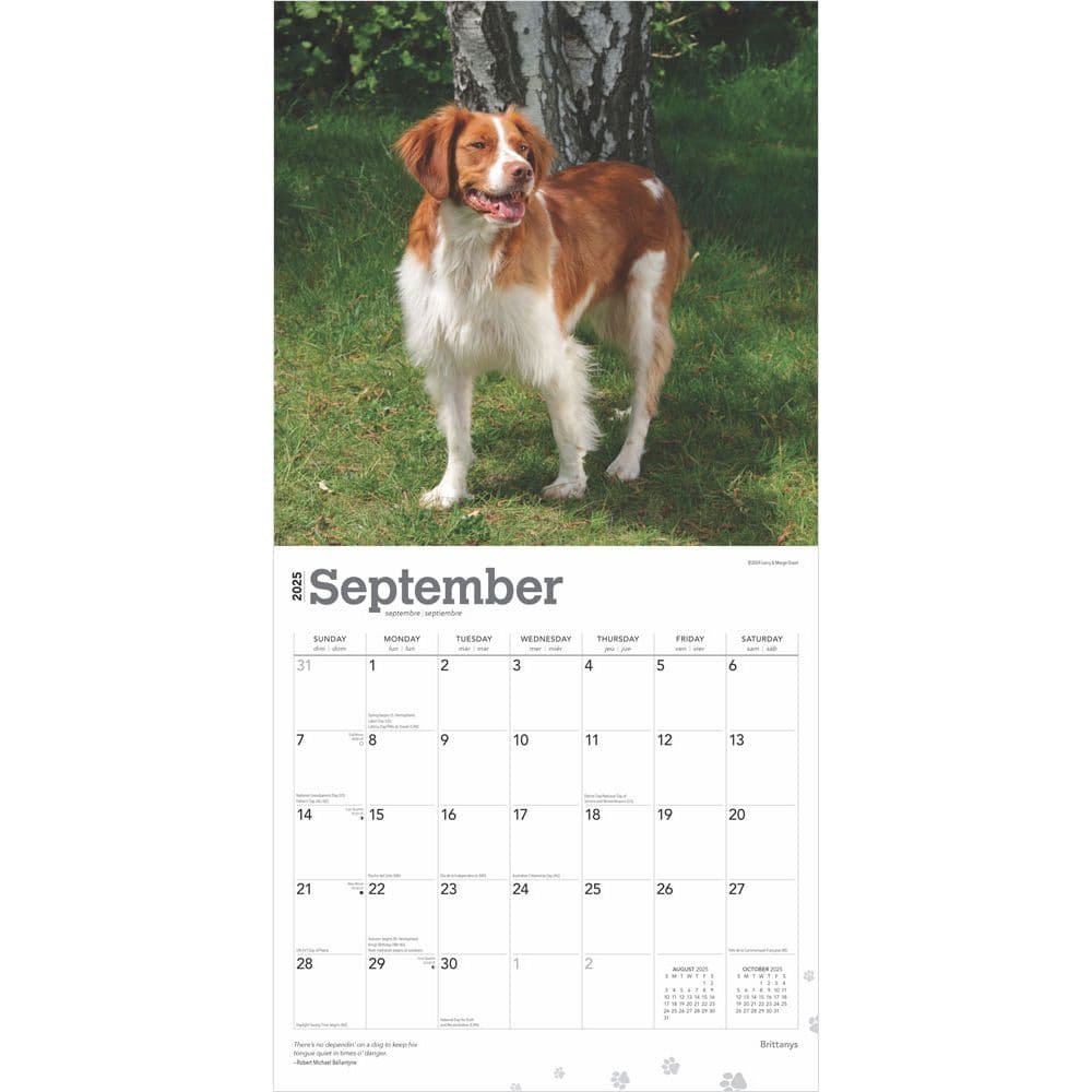 Brittanys 2025 Wall Calendar Second Alternate Image width=&quot;1000&quot; height=&quot;1000&quot;