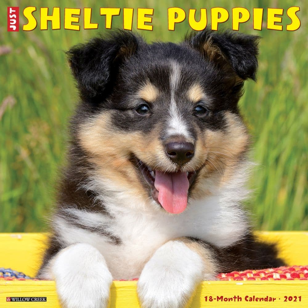 Just Sheltie Puppies Wall Calendar