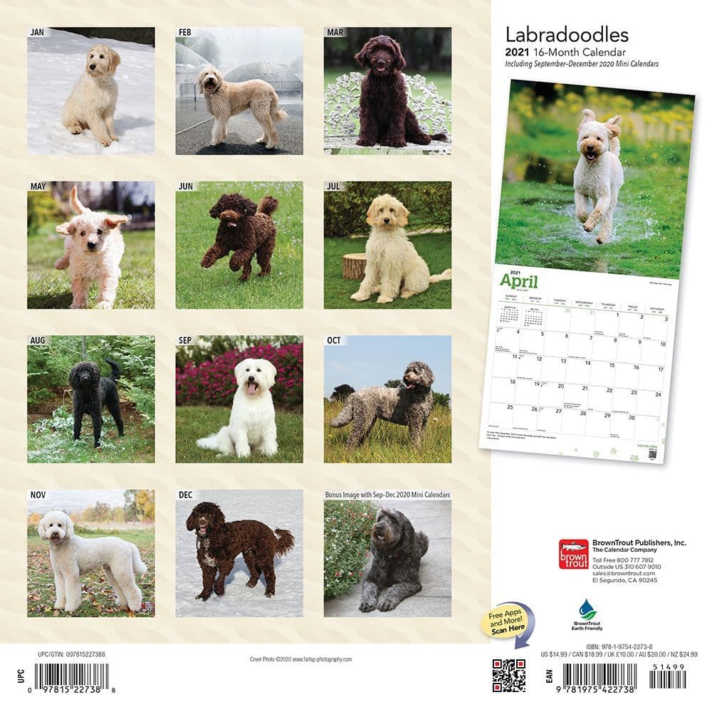 2021 Labradoodles Wall Calendar by Bright Day Cute Dog Puppy Labrador Poodle 12 x 12 Inch 