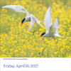 image Audubon Birds 2027 Page-A-Day Desk Calendar Fourth Alternate Image
