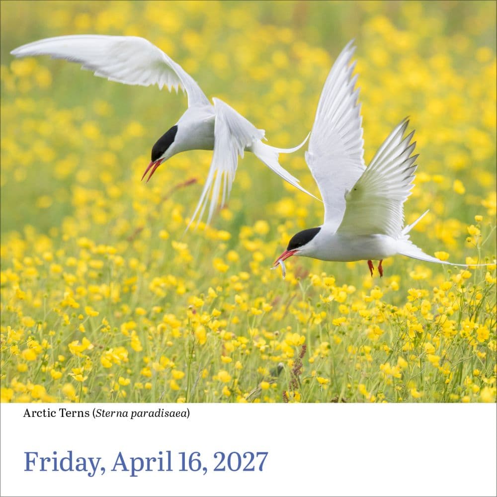 Audubon Birds 2027 Page-A-Day Desk Calendar Fourth Alternate Image