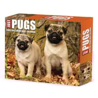 image Just Pugs 2026 Desk Calendar Main Product Image