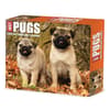 image Just Pugs 2026 Desk Calendar Main Product Image