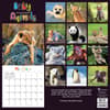 image Baby Animals - Wildlife 2024 Wall Calendar First Alternate Image width=&quot;1000&quot; height=&quot;1000&quot;