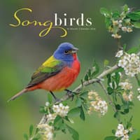 image Songbirds Special Value 2026 Wall Calendar  Main Image