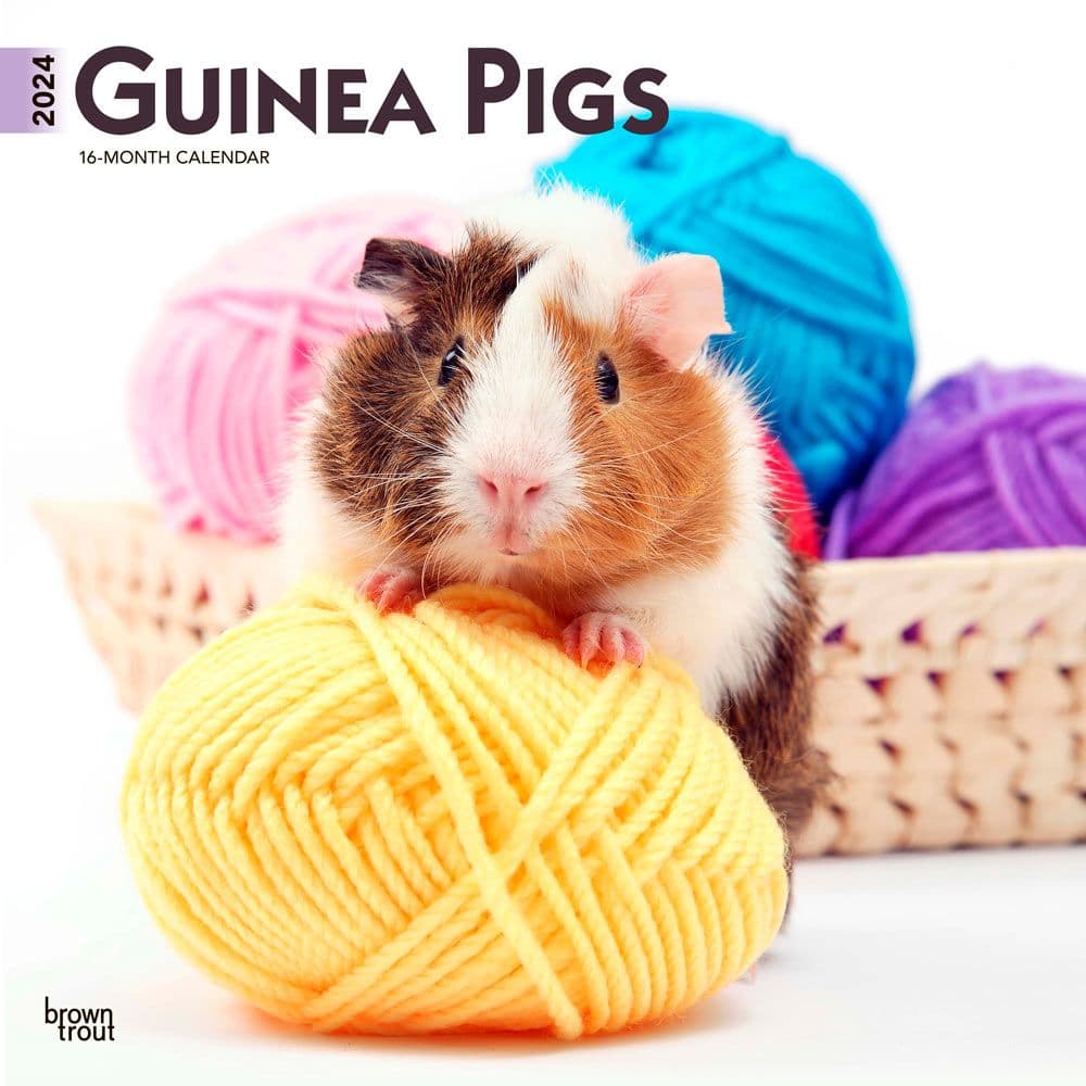Guinea Pigs 2024 Wall Calendar Main Product Image width=&quot;1000&quot; height=&quot;1000&quot;