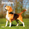 image Beagle 2027 Mini Wall Calendar Main Product Image