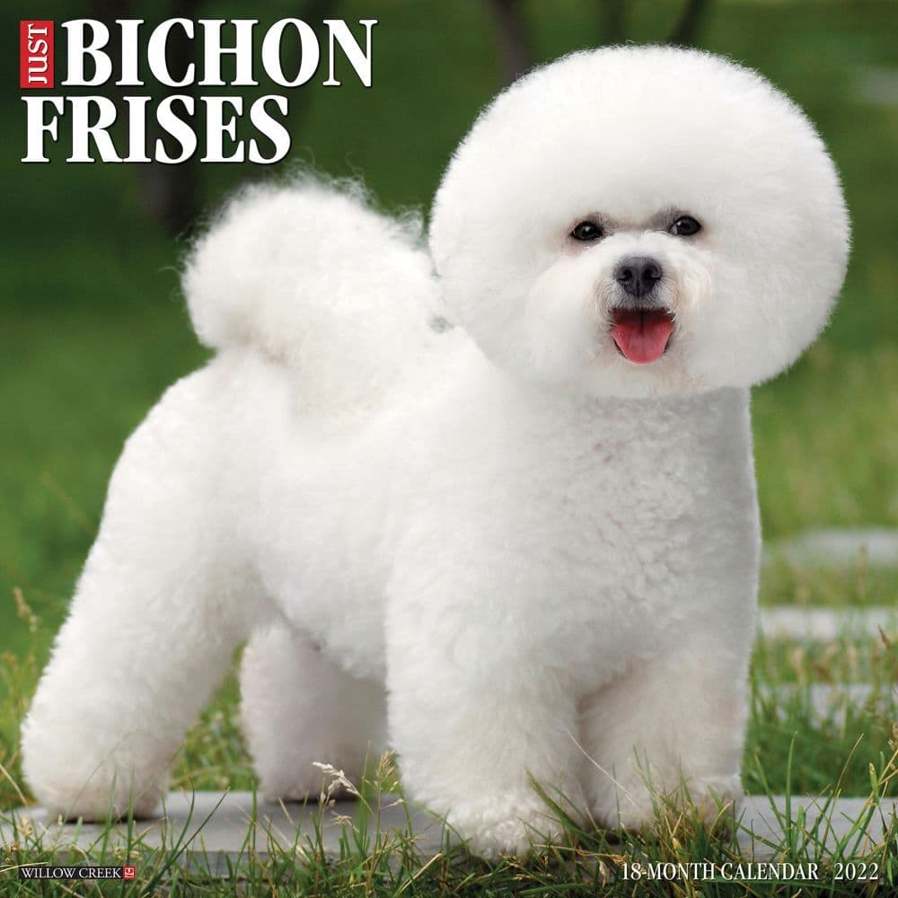 Just Bichons Frises 2022 Wall Calendar