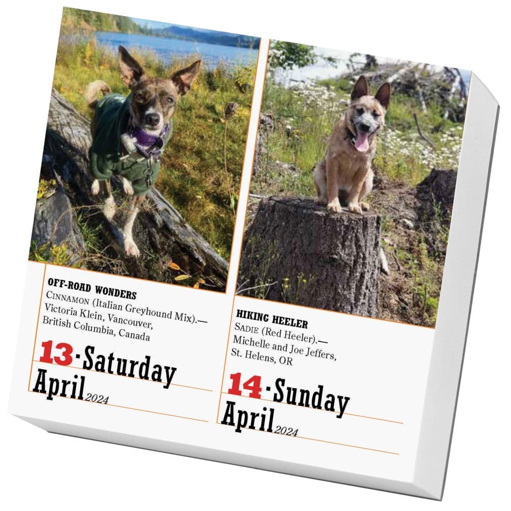 Dogs 365 2024 Desk Calendar