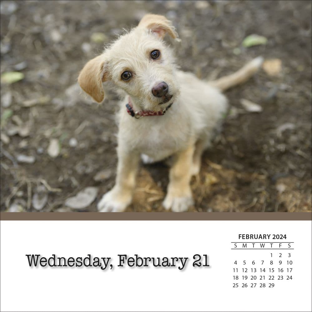 Dogs And Puppies 2024 Desk Calendar