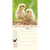 image How to Speak Chicken 2025 Wall Calendar Third Alternate Image width="1000" height="1000"