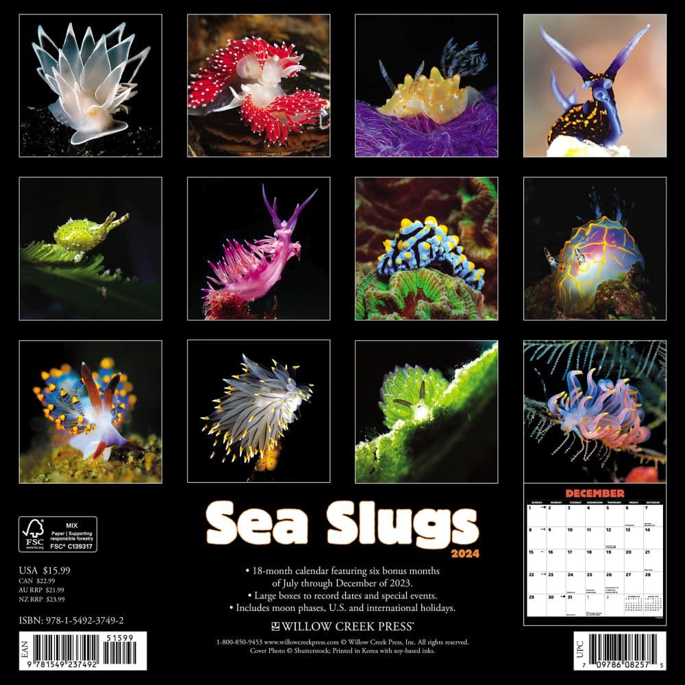 Sea Slugs 2024 Wall Calendar Calendars Com   B5426c5d 2d7b 4f5d Aa08 18857f1326d7