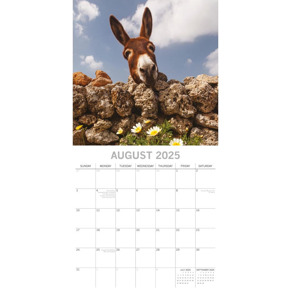 Donkeys 2025 Wall Calendar Third Alternate Image width=&quot;1000&quot; height=&quot;1000&quot;