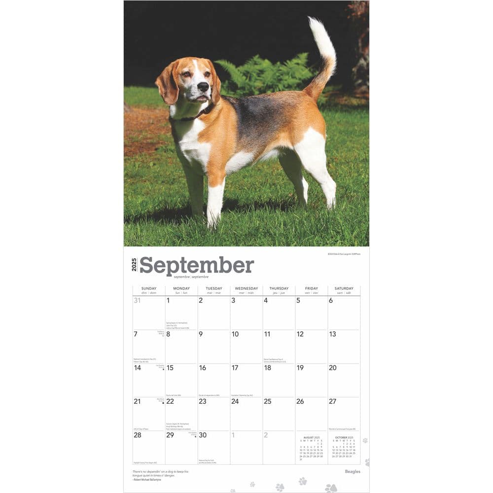 Beagles 2025 Wall Calendar