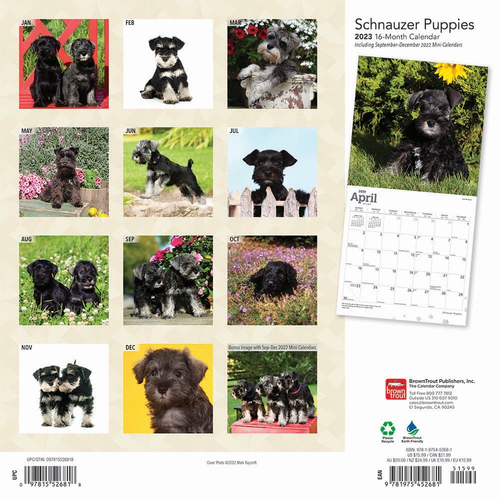 Schnauzer Puppies 2023 Wall Calendar - Calendars.com