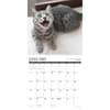 image Happy Cats 2025 Wall Calendar Second Alternate Image width="1000" height="1000"