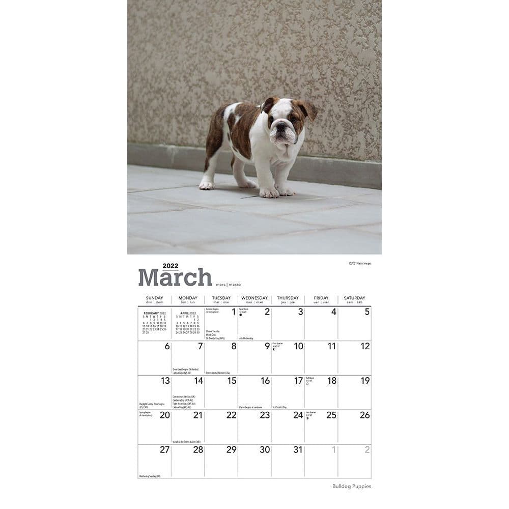 Bulldog Puppies 2022 Mini Wall Calendar - Calendars.com