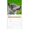 image Wolves 2026 Mini Wall Calendar Third Alternate Image