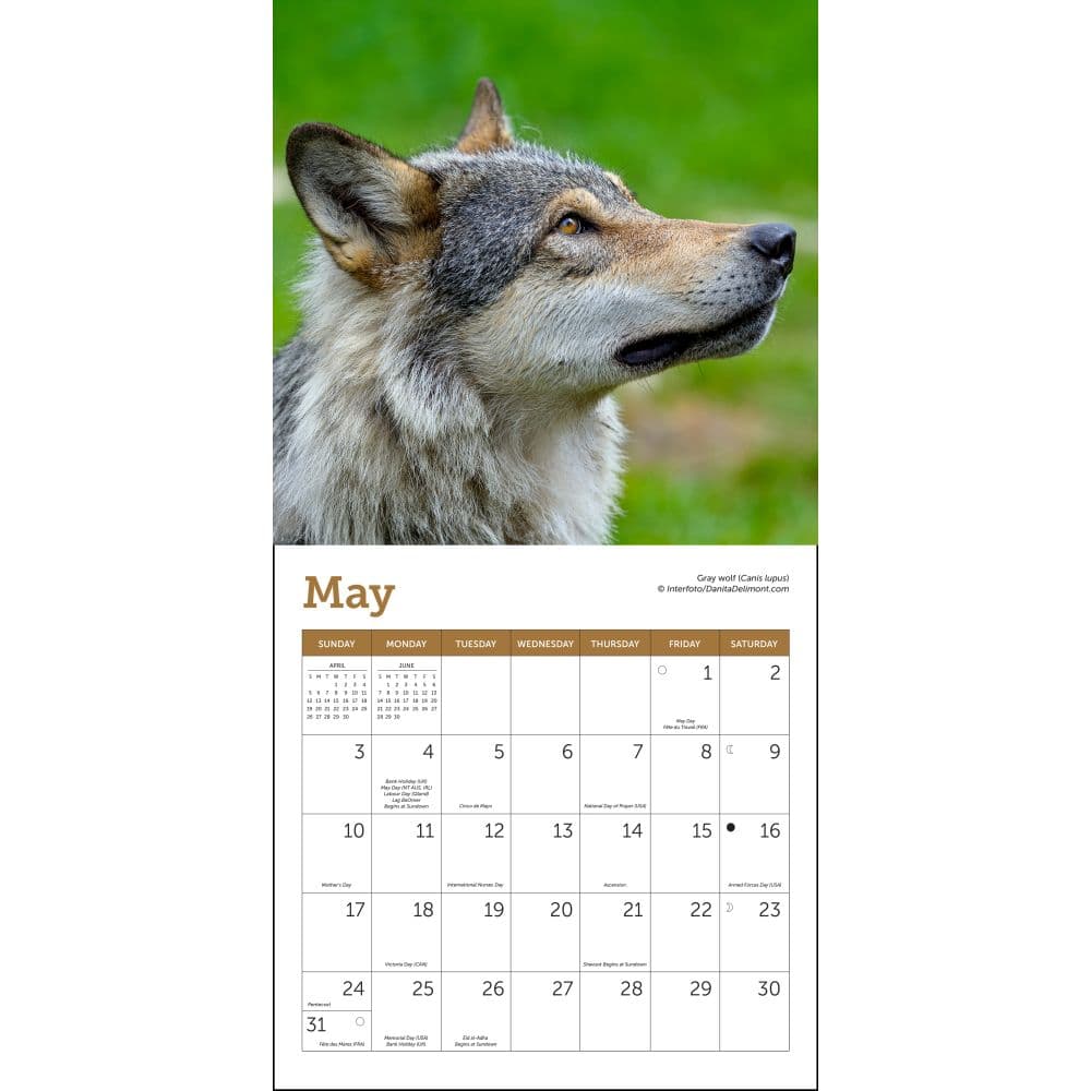 Wolves 2026 Mini Wall Calendar Third Alternate Image