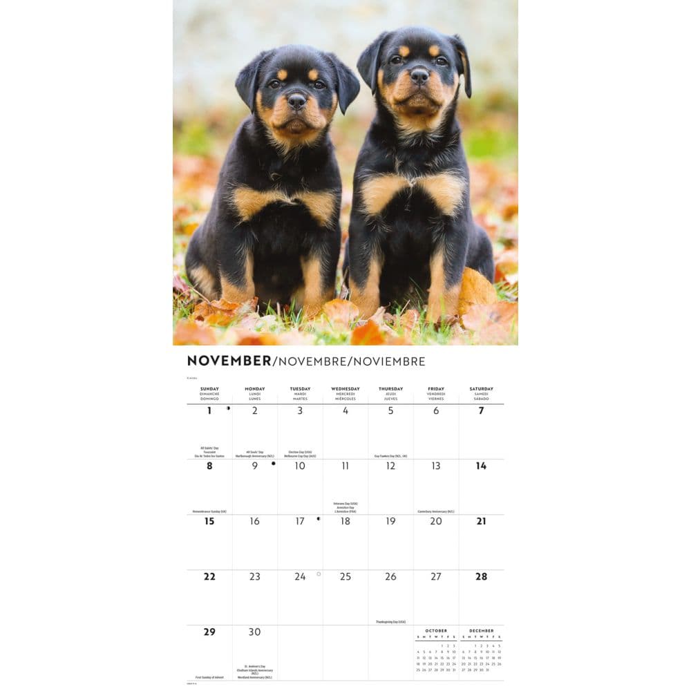 Just Rottweiler Puppies 2026 Wall Calendar Fourth Alternate Image