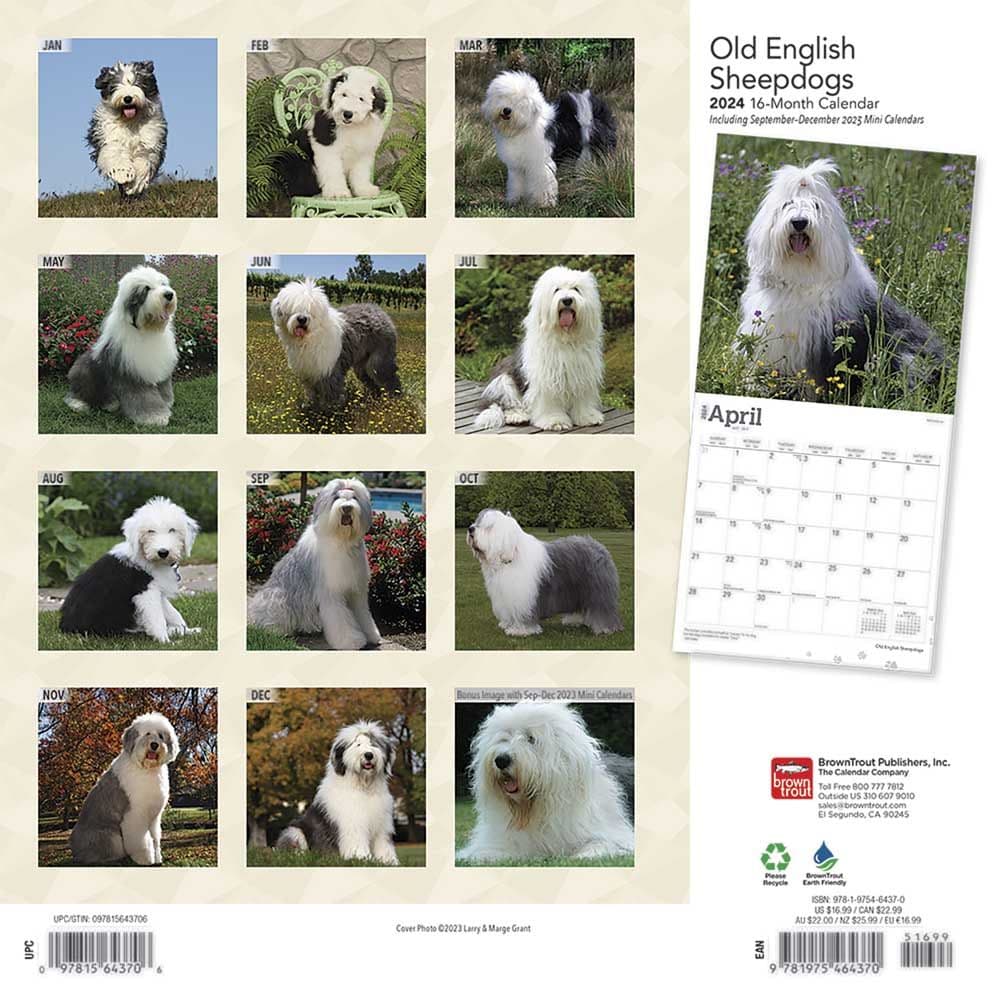 Old English Sheepdogs 2024 Wall Calendar First Alternate Image width=&quot;1000&quot; height=&quot;1000&quot;