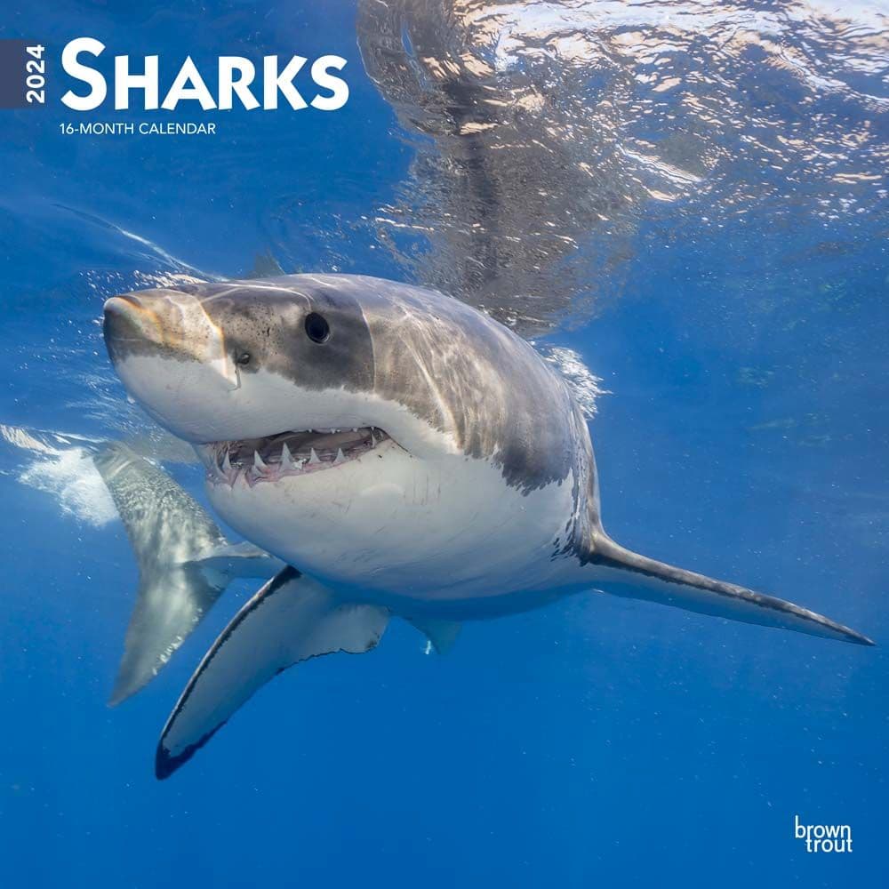 Sharks 2024 Wall Calendar