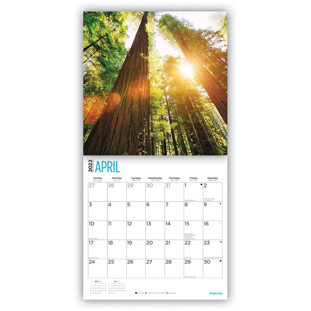 Redwood Forest 2022 Wall Calendar - Calendars.com