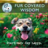 image Dog is Good Fur Covered Wisdom 2027 Wall Calendar Main Product Image