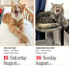 image Cats 365 2026 Desk Calendar Third Alternate Image