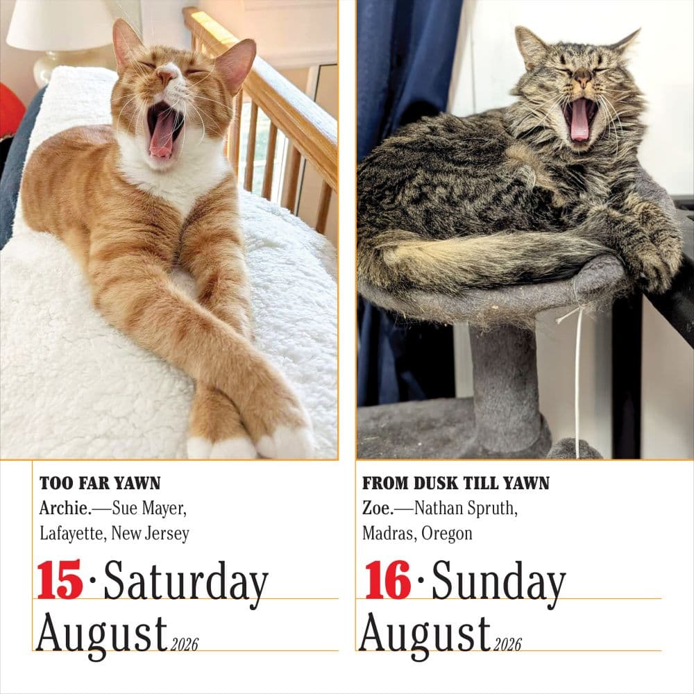 Cats 365 2026 Desk Calendar Third Alternate Image