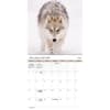 image Wolves Bilingual French and English 2025 Wall Calendar