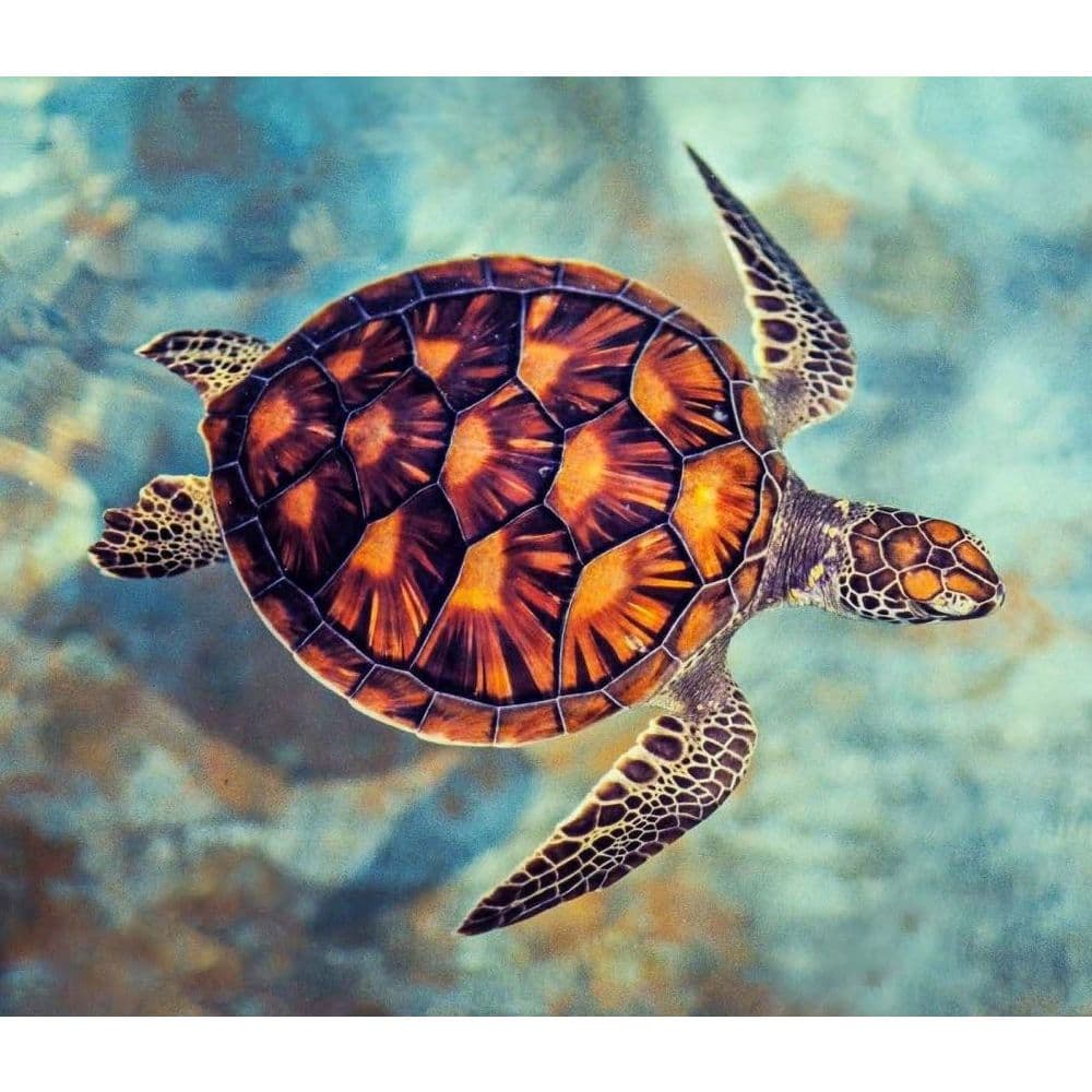 Sea Turtles WWF Wall Calendar