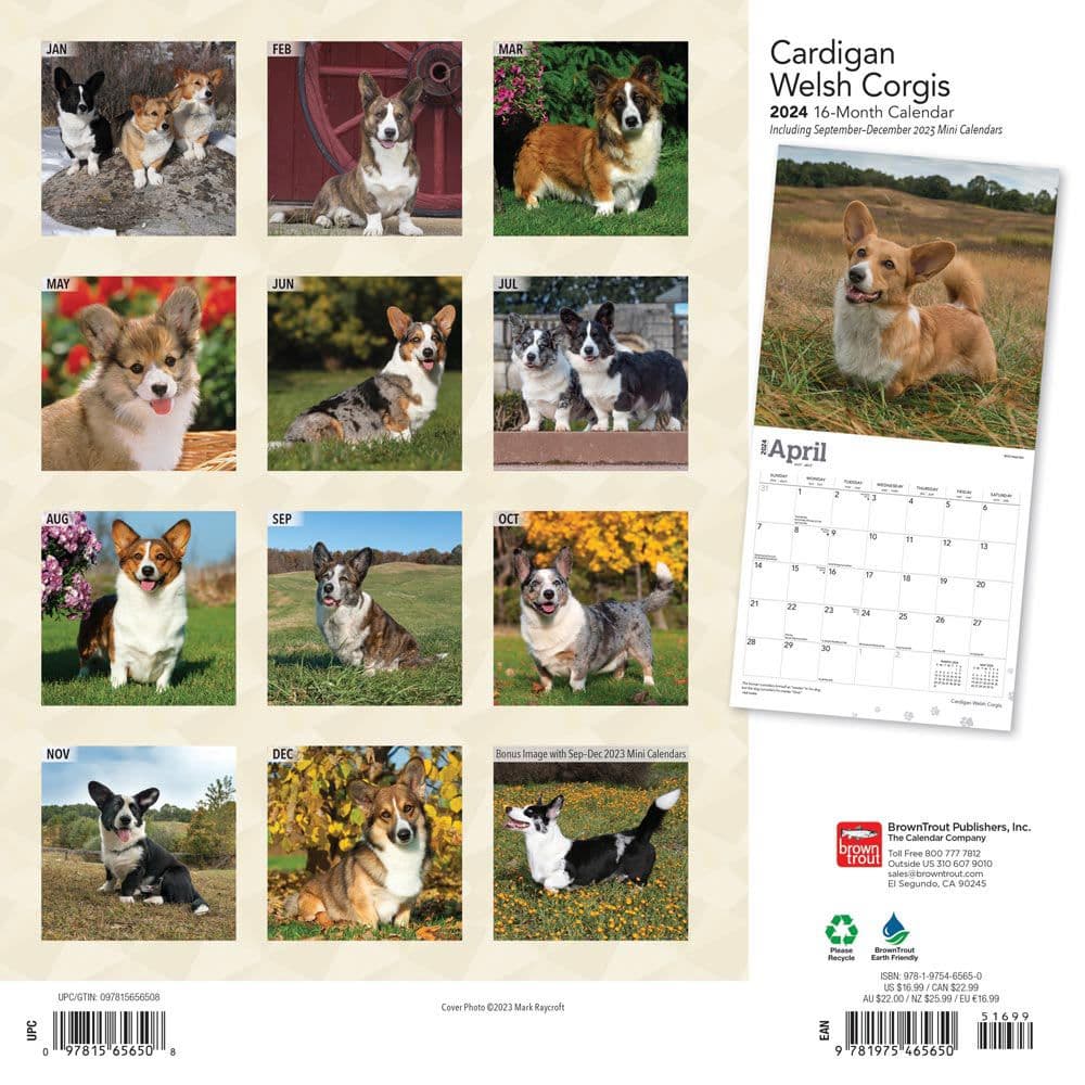 Welsh Cardigan 2024 Wall Calendar