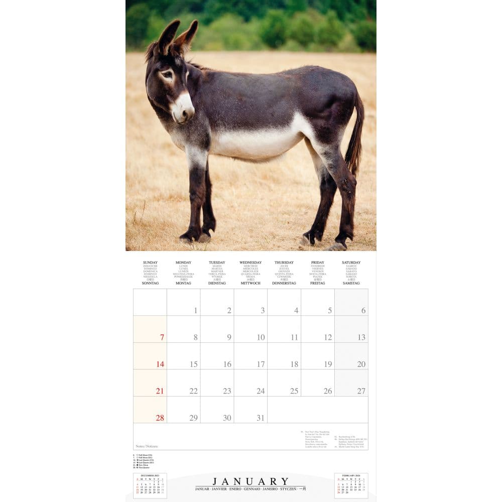 Donkeys 2024 Wall Calendar Second Alternate Image width=&quot;1000&quot; height=&quot;1000&quot;