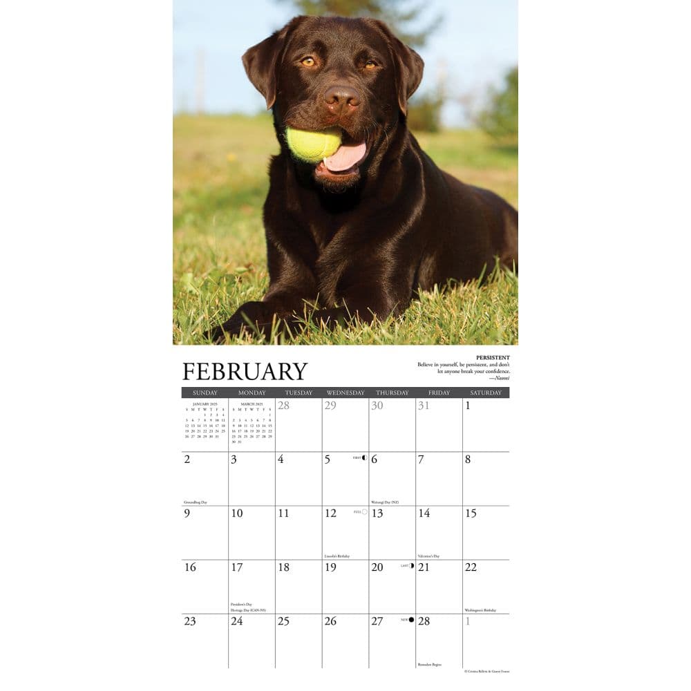 Lab Rules 2025 Wall Calendar Second Alternate Image width="1000" height="1000"