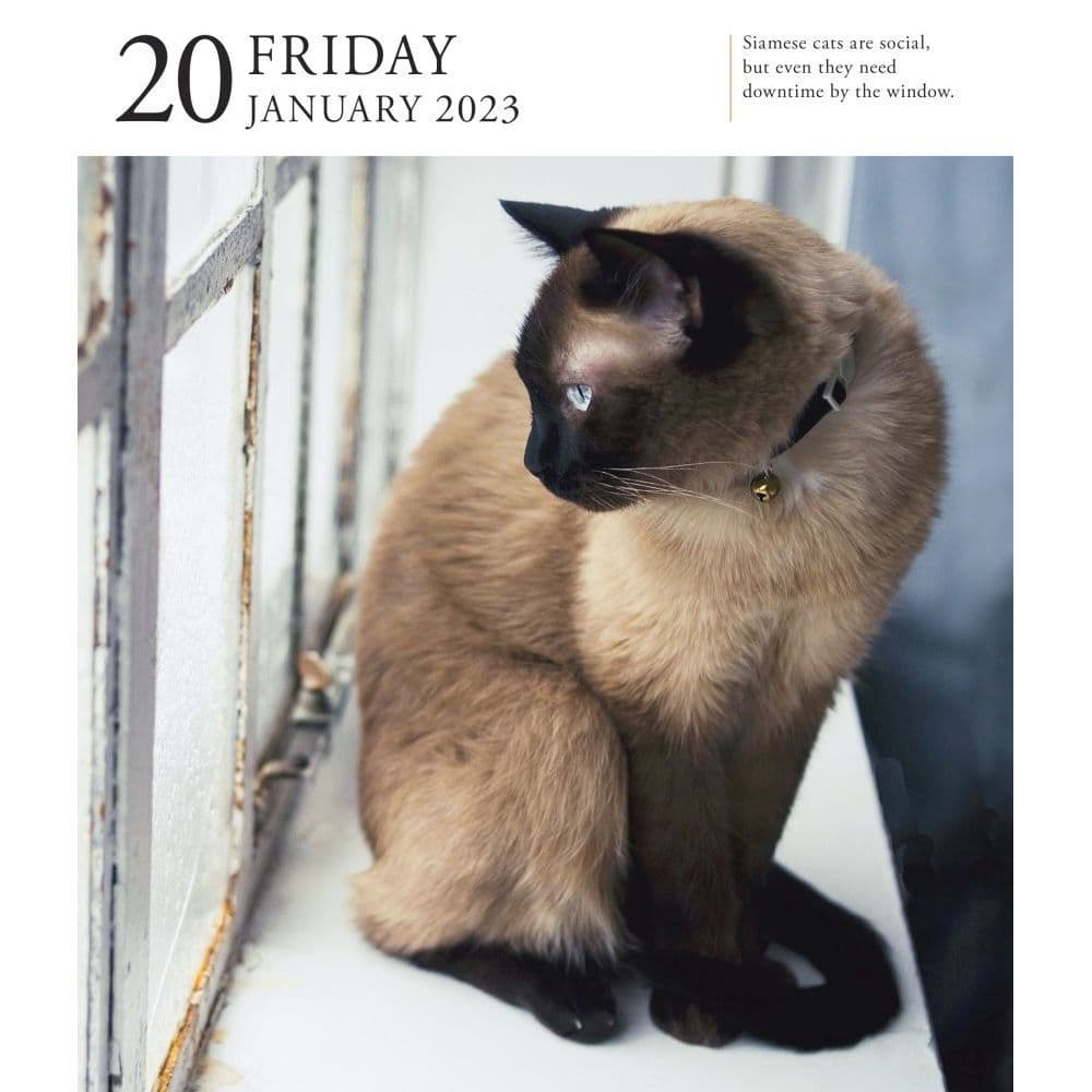 Cat 2023 Page-A-Day Gallery Calendar - Calendars.com