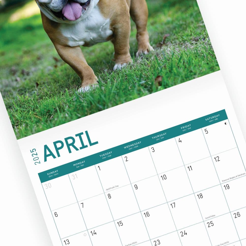 Bulldogs 2025 Wall Calendar Sixth Alternate Image