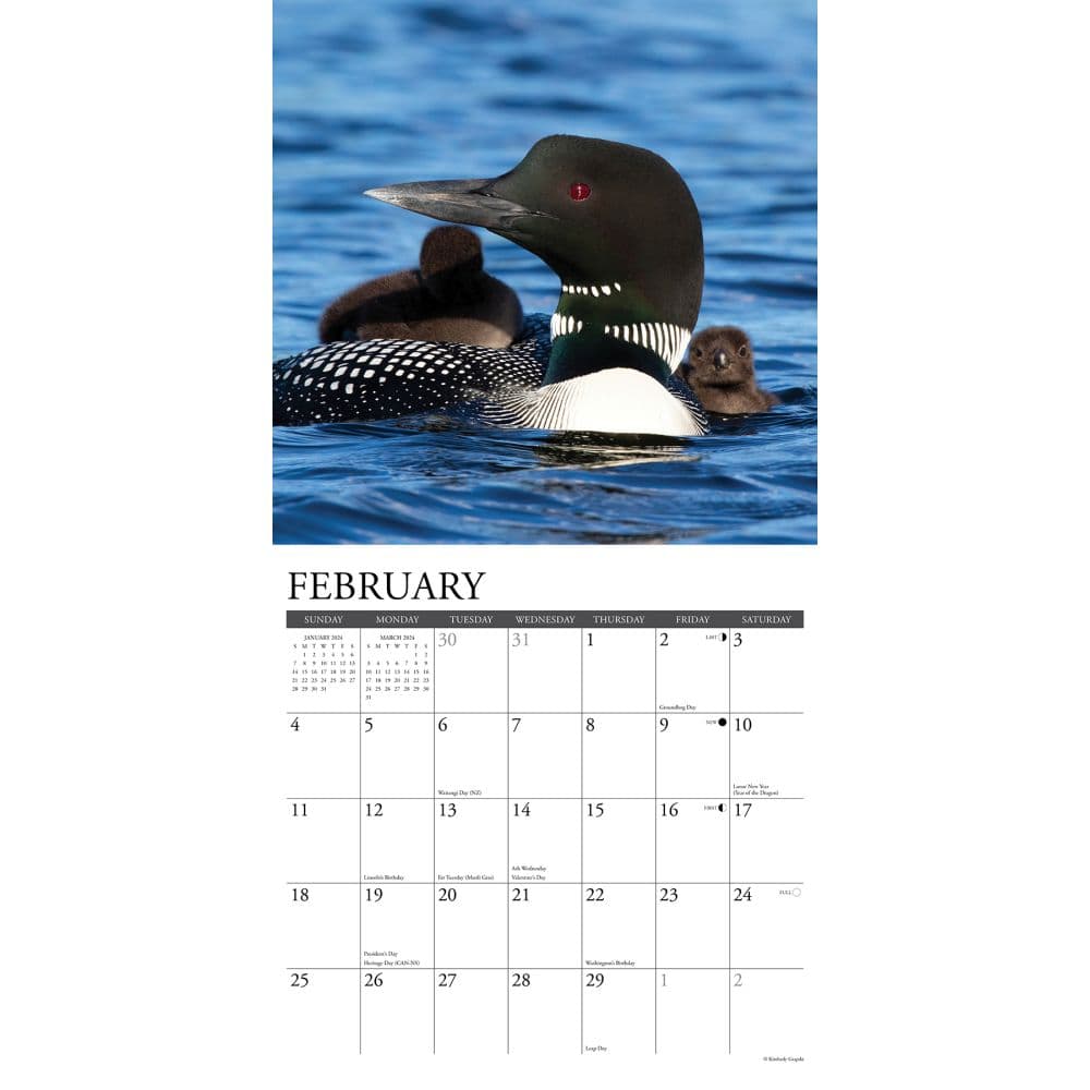 Loons 2024 Wall Calendar