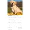 image Just Yellow Lab Puppies 2026 Wall Calendar Fourth Alternate Image