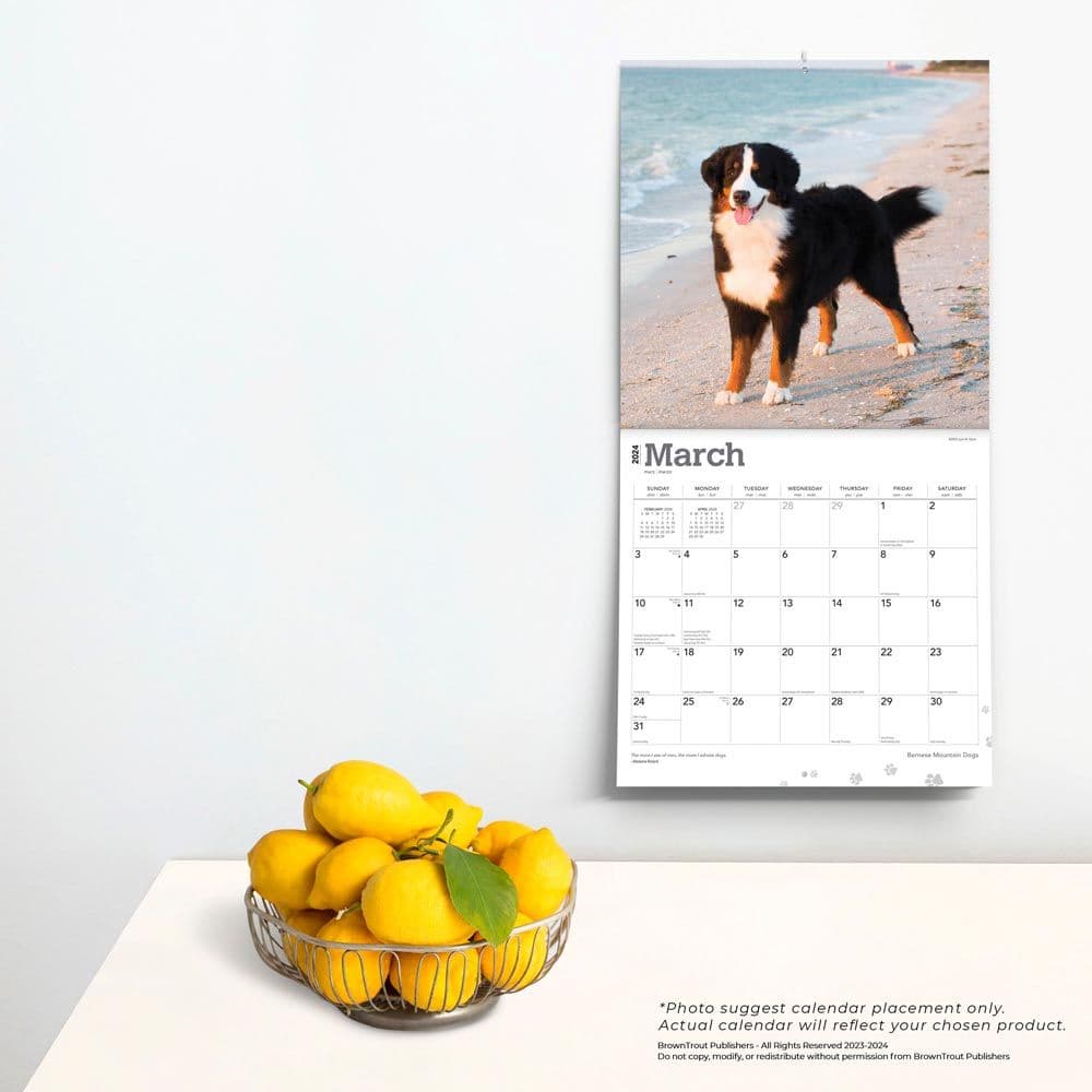 Bernese Mountain Dogs 2024 Wall Calendar